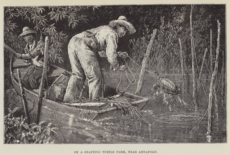 Na farmě Snapping Turtle, poblíž Annapolis od George Augustus Sala