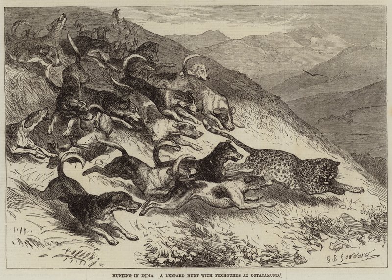 Lov v Indii, lov leopardů s foxhoundy v Ootacamundu od George Bouverie Goddard