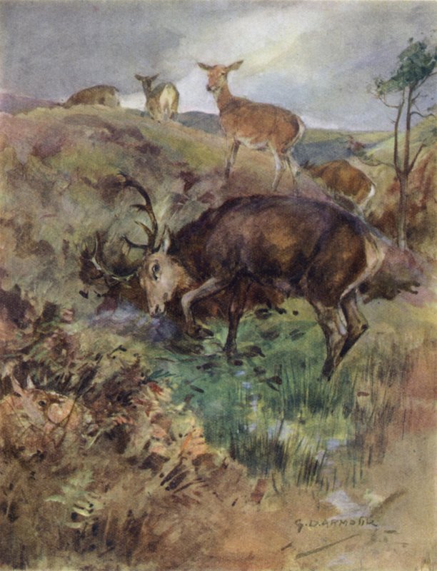 Ilustrace k Příběhu jelena (barva lito) od George Denholm Armour