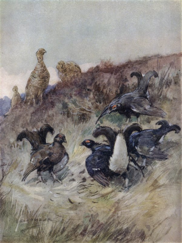 Ilustrace k Příběhu jelena (barva lito) od George Denholm Armour