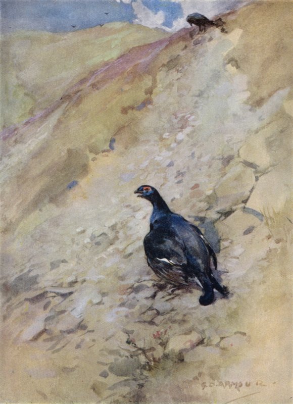 Ilustrace k Příběhu jelena (barva lito) od George Denholm Armour