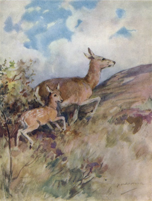 Ilustrace k Příběhu jelena (barva lito) od George Denholm Armour
