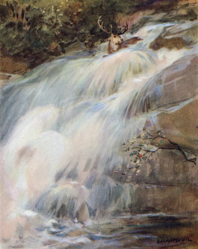 Ilustrace k Příběhu jelena (barva lito) od George Denholm Armour