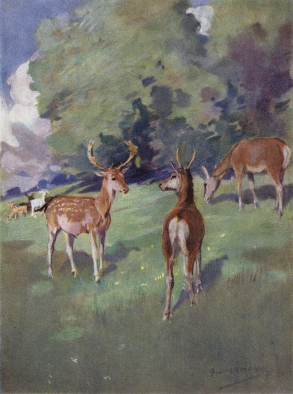 Ilustrace k Příběhu jelena (barva lito) od George Denholm Armour