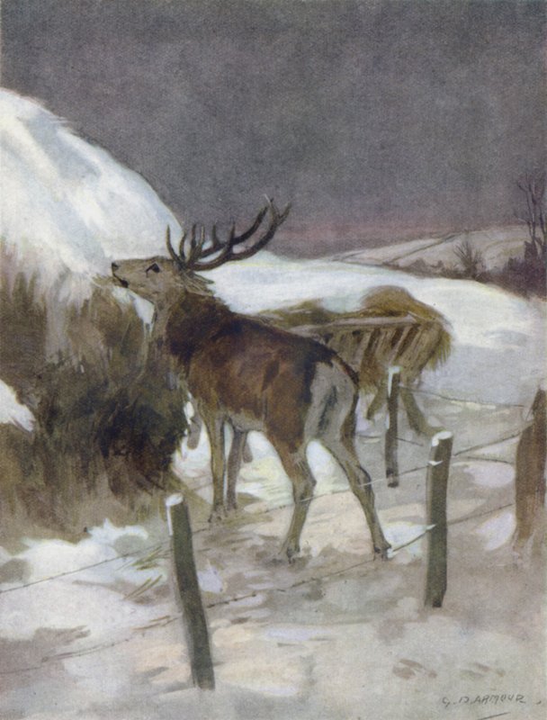 Ilustrace k Příběhu jelena (barva lito) od George Denholm Armour