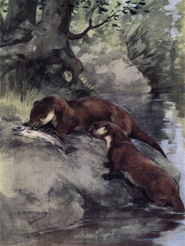 Na srázu nechali bonnie grillse (barva litho) od George Denholm Armour