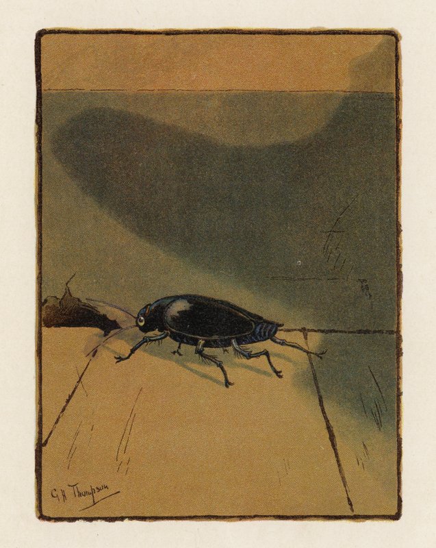 Brouk (barevná litografie) od George Henry Thompson
