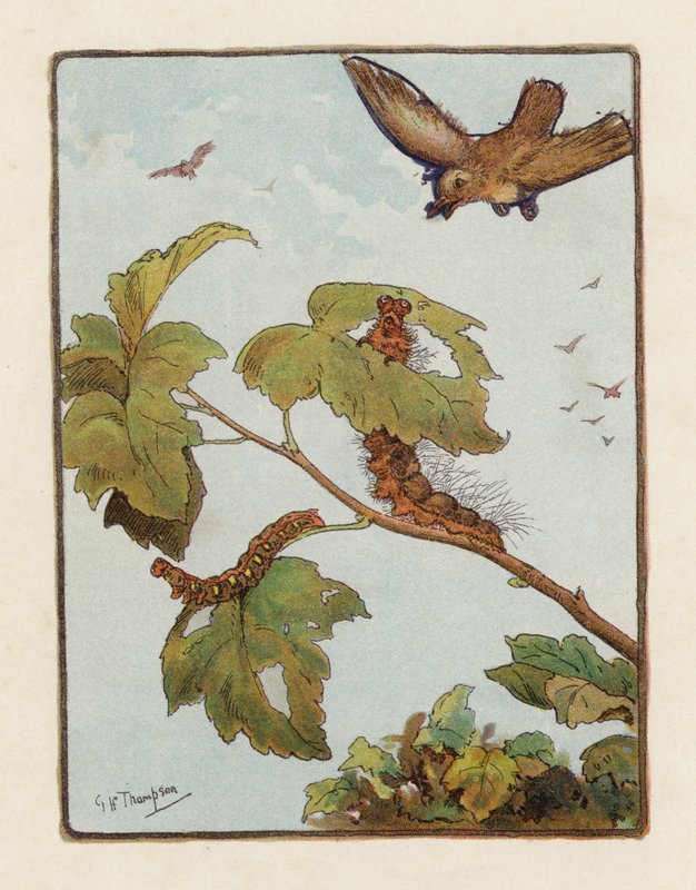 Housenka (barevná litografie) od George Henry Thompson