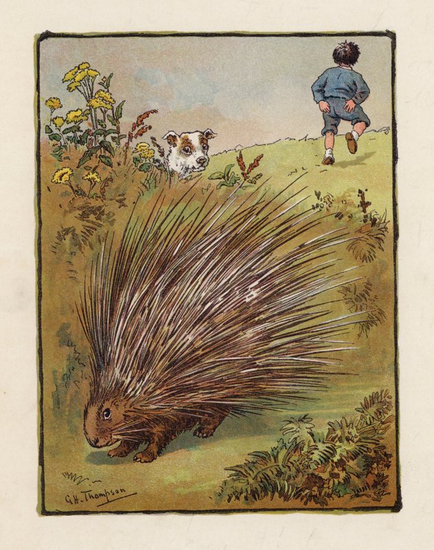 Dikobraz (barevná litografie) od George Henry Thompson