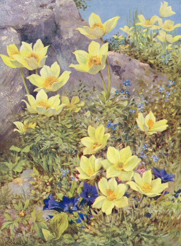 Anemone sulphurea a Gentiana excisa malované přímo na polích koncem května (barevná litografie) od George Jackson Flemwell