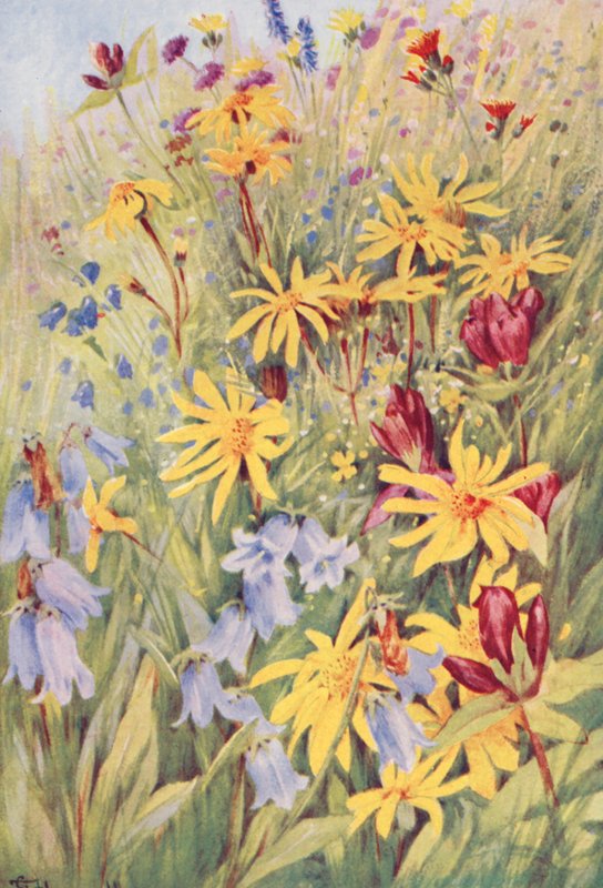 Arnika, hořec nachový (G purpurea), zvonek barvířský (Campanula barbata) a ohnivý hořec žlutý (Hieracium aurantiacum), malované ze života na polích v polovině července (barevná litografie). od George Jackson Flemwell