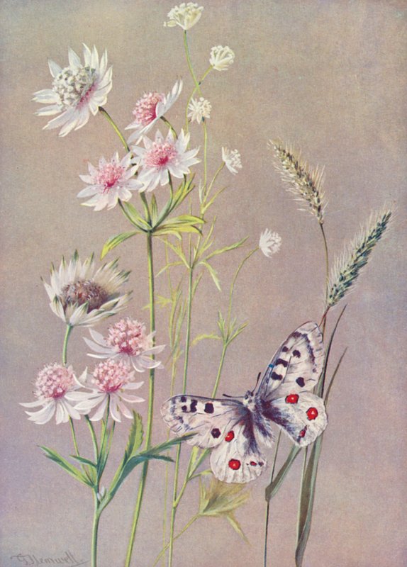 Astrantia major, A moll a motýl Apollo (barevná litografie) od George Jackson Flemwell