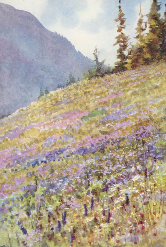 Pole Campanula rhomboidalis na Col de la Forclaz asi na začátku července (barevná litografie) od George Jackson Flemwell