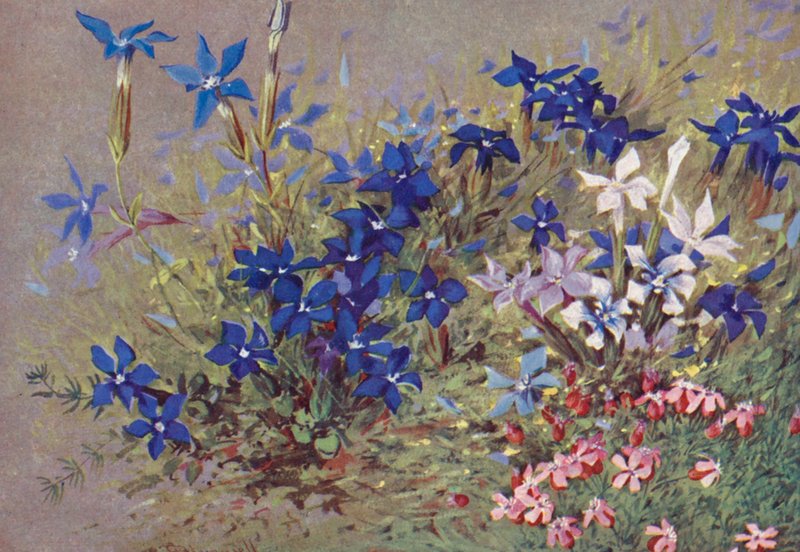Genitana verna, typová rostlina, a některé její formy (barevná litografie) od George Jackson Flemwell
