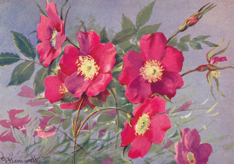 Rosa alpina, beztrnná alpská eglantina (barevná litografie) od George Jackson Flemwell