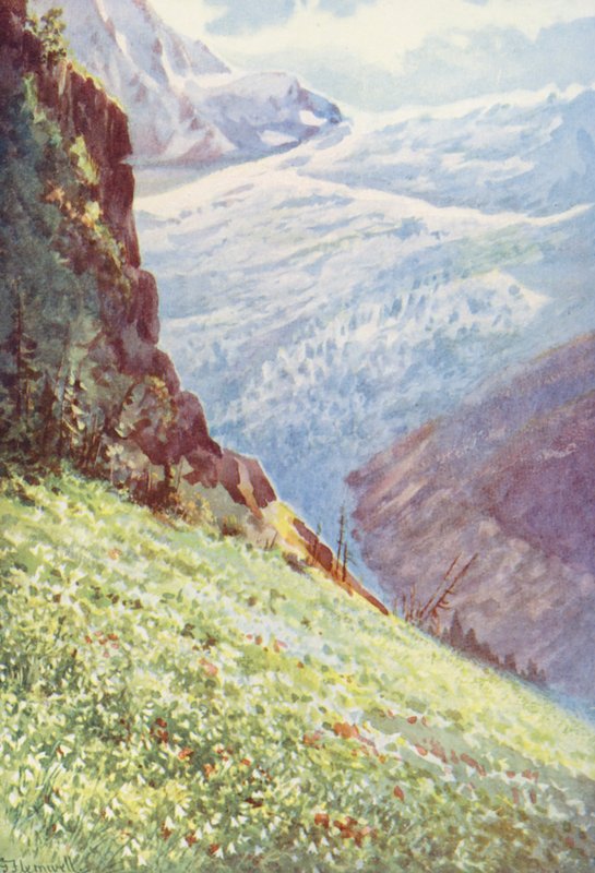 Lilie rajská (Paradisia Liliastrum) u ledovce Trient asi v polovině června (barevná litografie) od George Jackson Flemwell