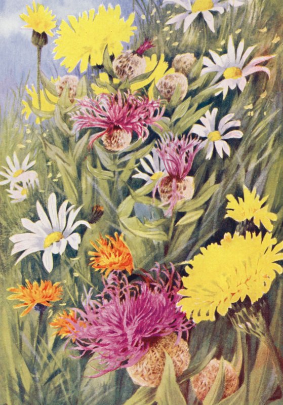Vysoký žlutý chrpa jednokvětá (Hypochaeris uniflora), chrpa jednokvětá (Centaurea uniflora), škarda zlatá (Crepis aurea), kresba ze života na červencových polích (barevná litografie) od George Jackson Flemwell
