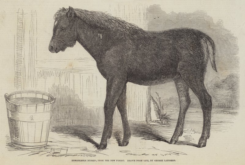 Pozoruhodný hybrid z New Forest od George Landseer