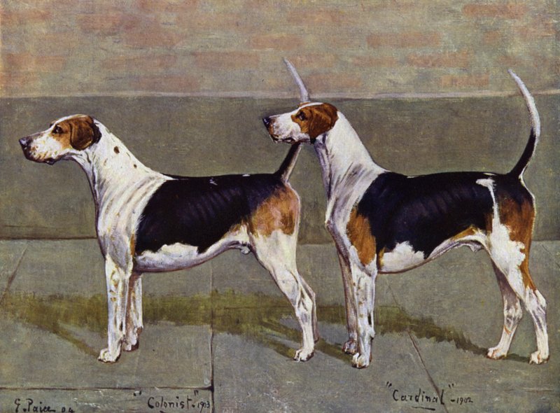 Kolonista a kardinál Puckeridge Foxhounds od George Paice
