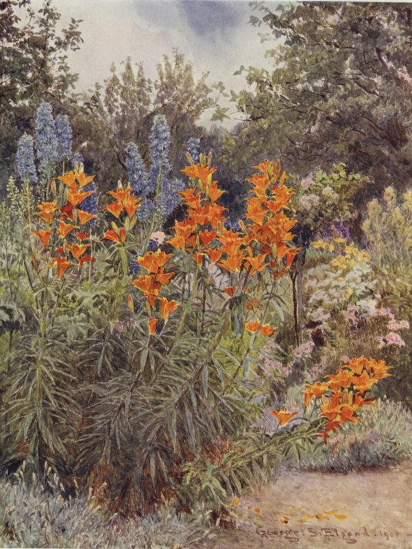 Oranžové lilie a Larkspur od George Samuel Elgood