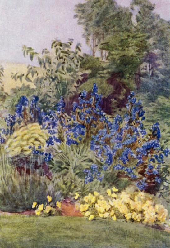 Odrůda Anchusa Italica Dropmore, Dropmore Alkanet, s Clematis recta a Violas (barva lito) od George Soper
