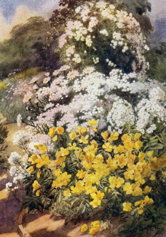 Oenothera Fruticosa Youngii, jedna z nejlepších pupalek, s pozadím bílých floxů, Achillea Ptarmica a Shasta Daisies (barevné lito) od George Soper