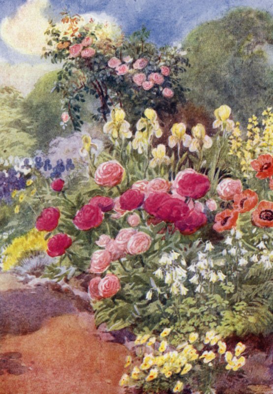 Paeonies, s Columbines, žlutými kosatci a Thermopsis (barevné lito) od George Soper