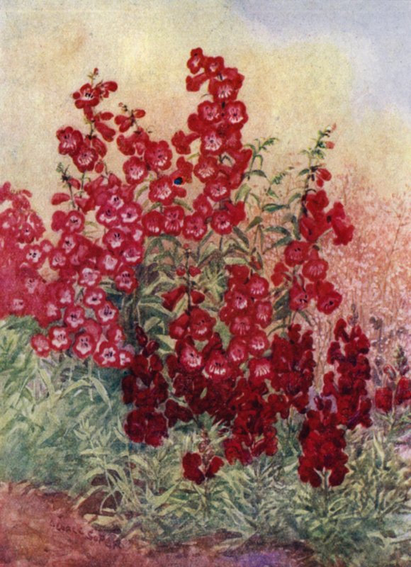 Pentstemons, Antirrhinums a Heuchera Brizoides (barevné lito) od George Soper