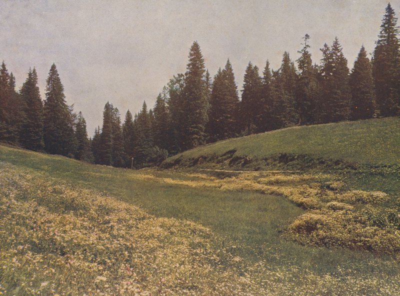Louka na Feldbergu, Schwarzwald, Německo (barevné foto) od German Photographer