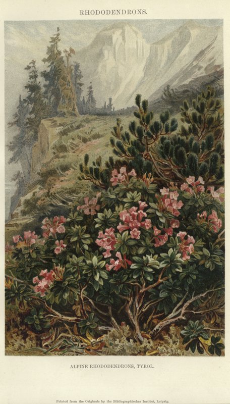 Alpské rododendrony od German School