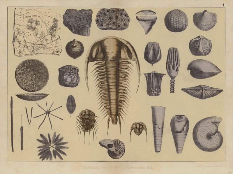 Zvířata raného paleozoika (barevné lito) od German School