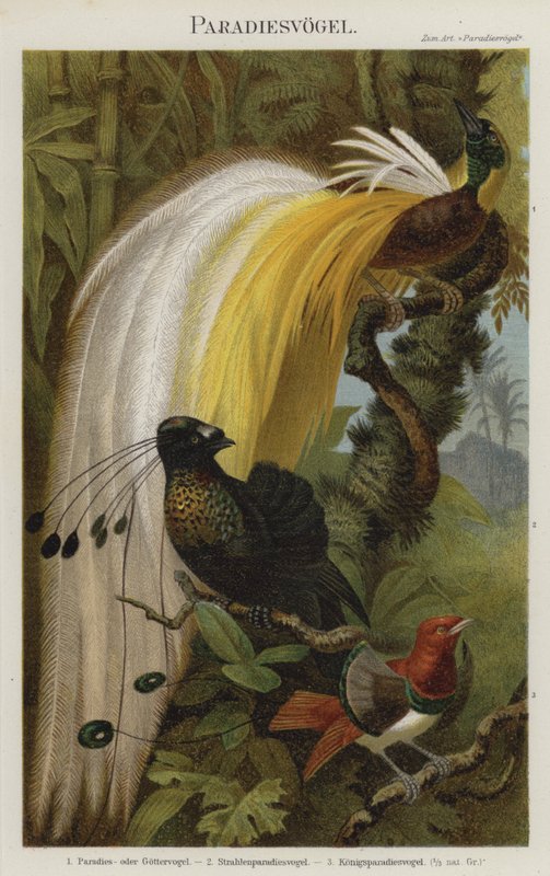Birds of Paradise od German School