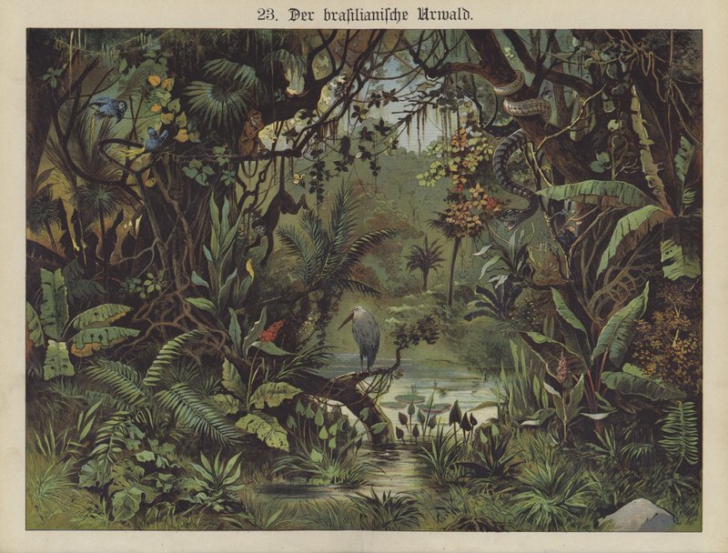 Brazilský deštný prales (barva litho) od German School