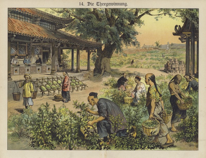 Čínská čajová plantáž (barva litho) od German School