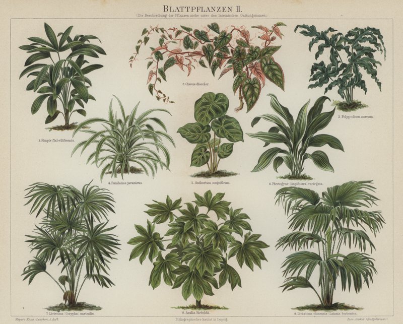 Listové rostliny (barva litho) od German School