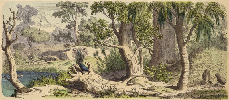 Forest v New Holland (Austrálie) (barevná rytina) od German School