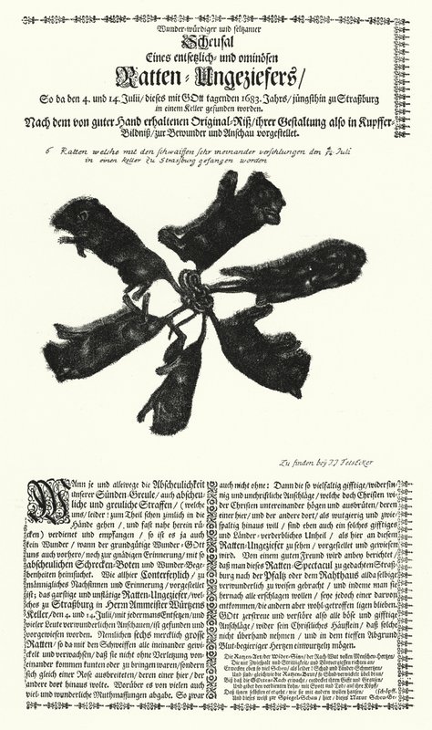 Obří krysy chycené ve Štrasburku v roce 1683 (rytina) od German School