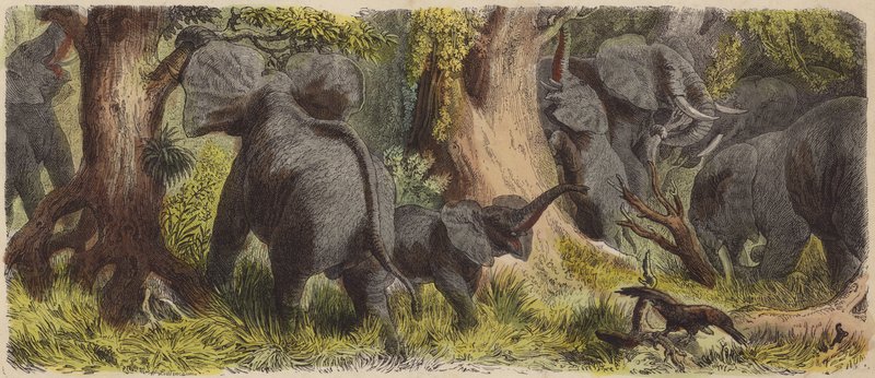 Stádo slonů v africké džungli (barevná rytina) od German School