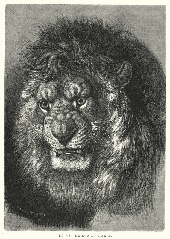 Lev: král zvířat (litho) od German School