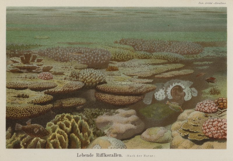 Živé útesové korály (barva litho) od German School