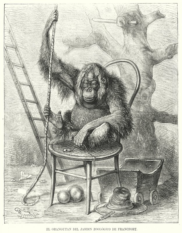Orangutan v Zoo Frankfurt, Německo (litho) od German School