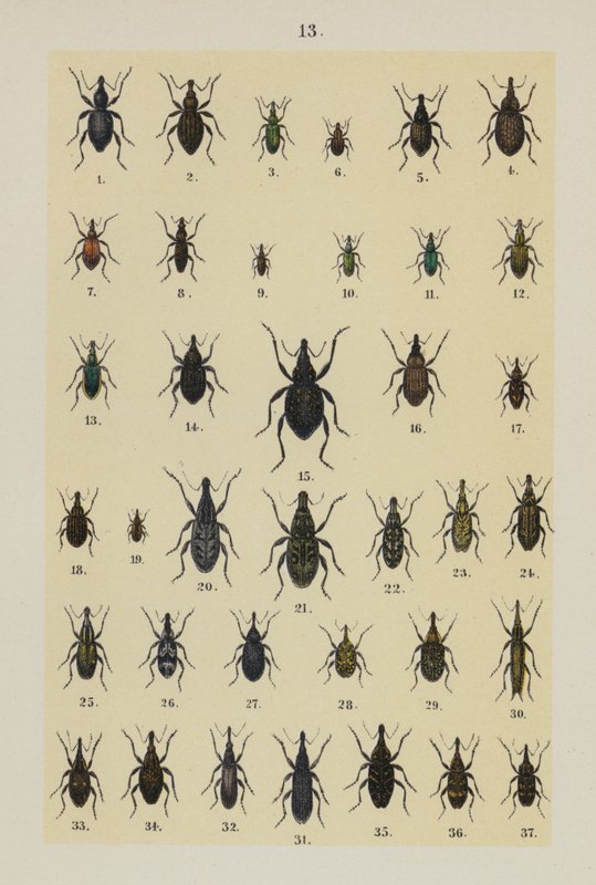 Talíř z The Young Beetle-Collector