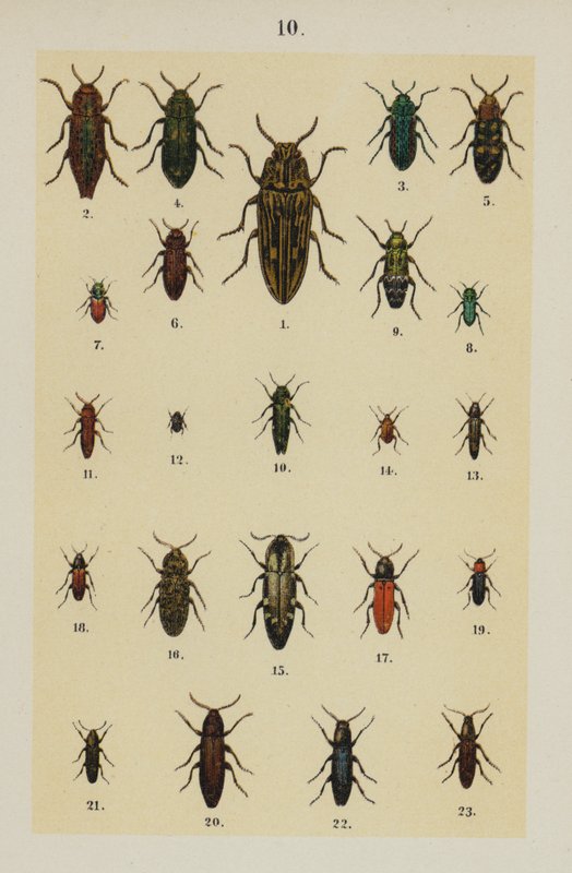Talíř z The Young Beetle-Collector