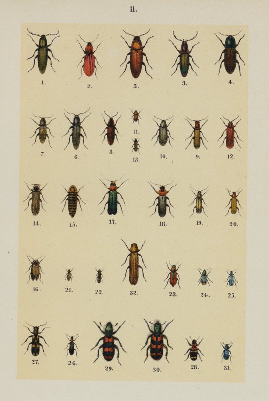 Talíř z The Young Beetle-Collector