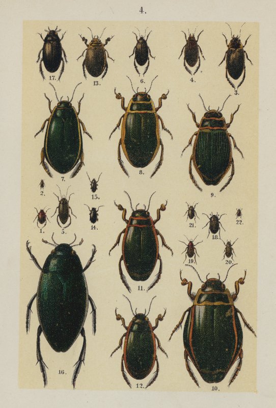 Talíř z The Young Beetle-Collector