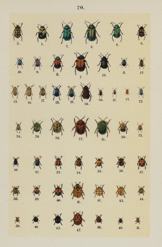 Talíř z The Young Beetle-Collector
