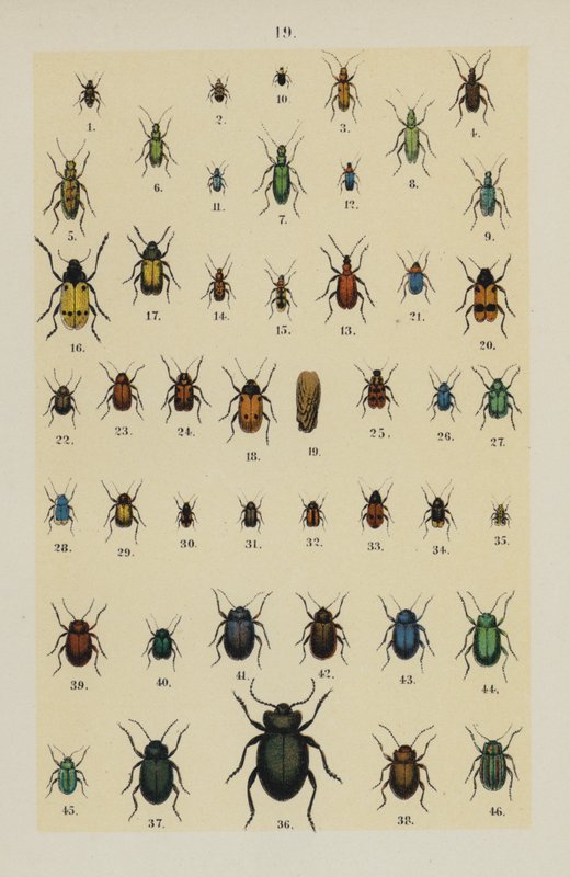 Talíř z The Young Beetle-Collector