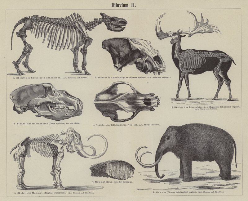 Prehistorická zvířata (rytina) od German School