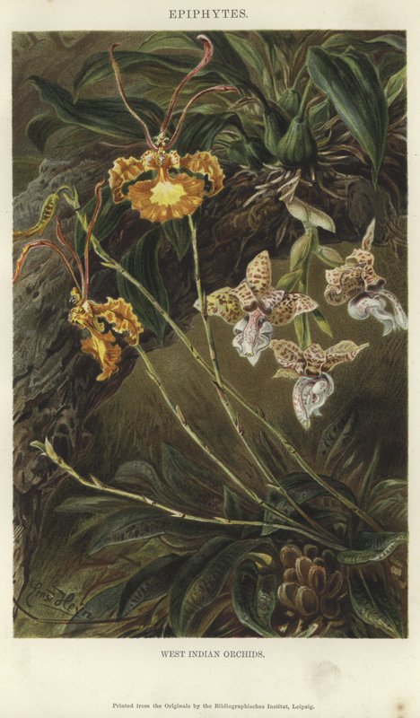 Západoindické orchideje od German School