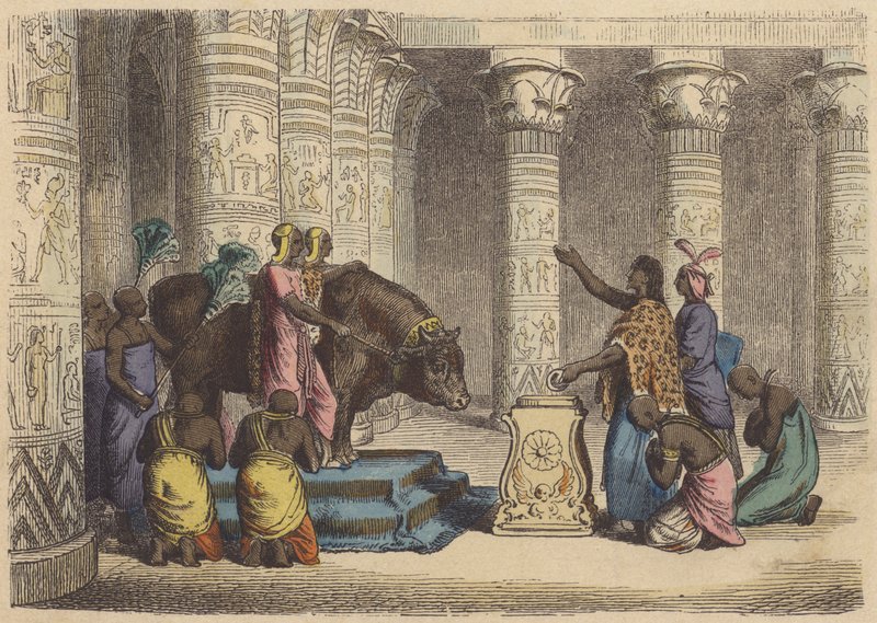 Uctívání býka Apisa ve starověkém Egyptě (barevná rytina) od German School
